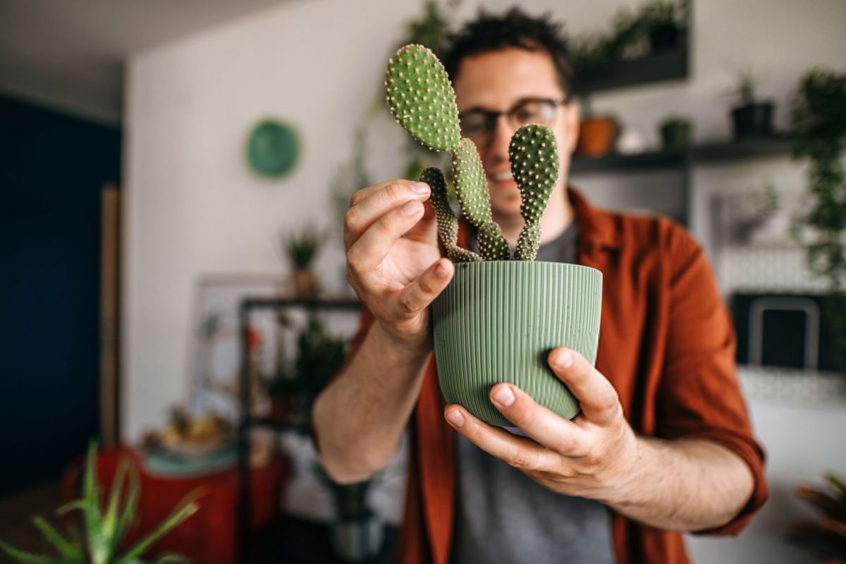 نگهداری کاکتوس در آپارتمان
