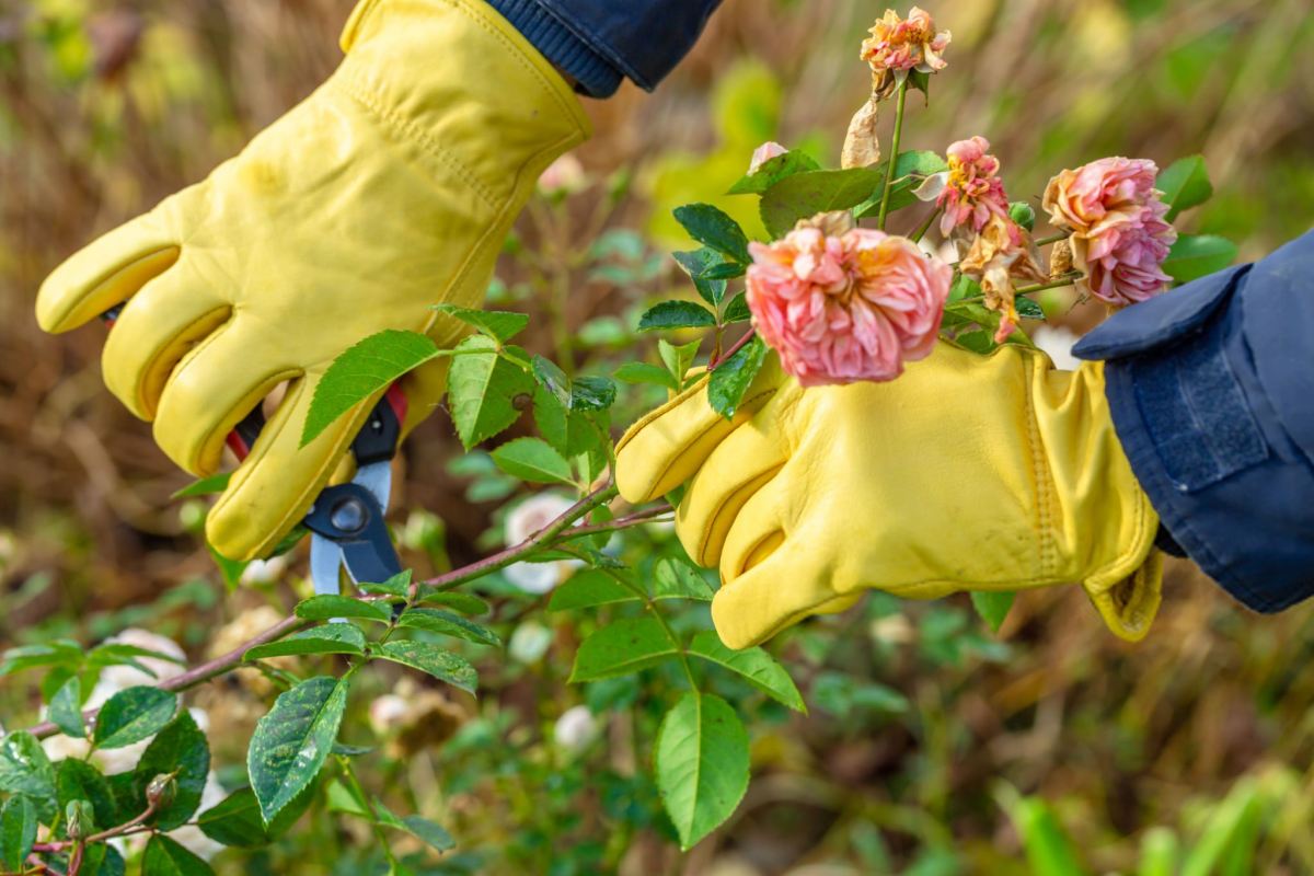 آماده سازی باغچه و باغ برای زمستان
