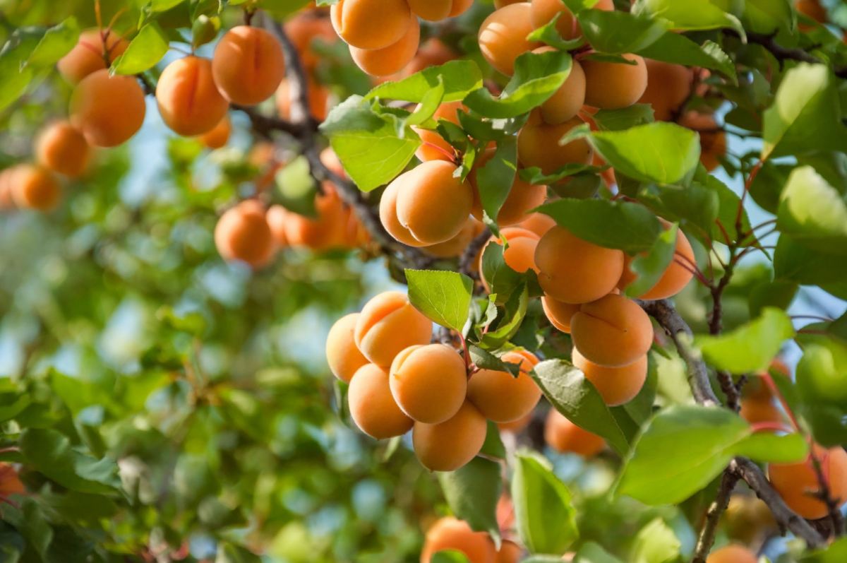خواص زردآلو برای لاغری