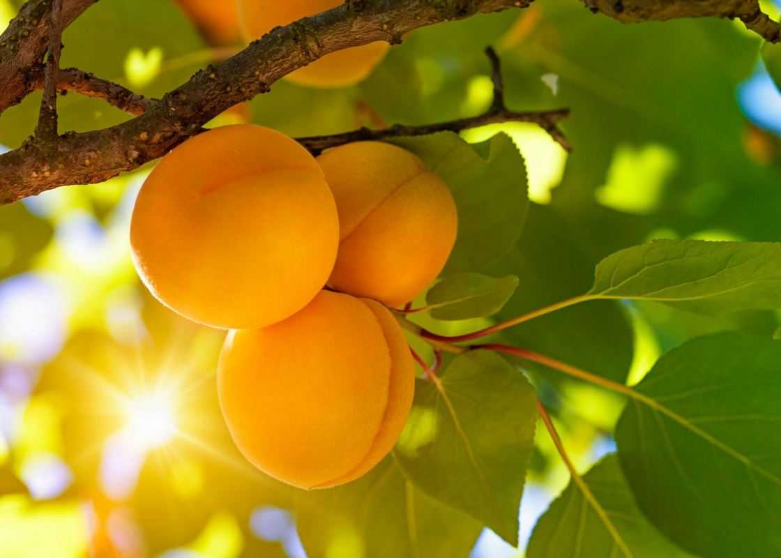خواص زردآلو برای لاغری