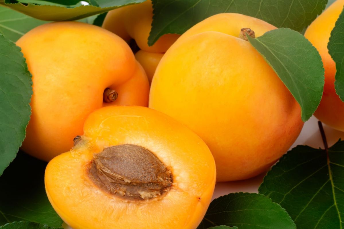 خواص زردآلو برای لاغری