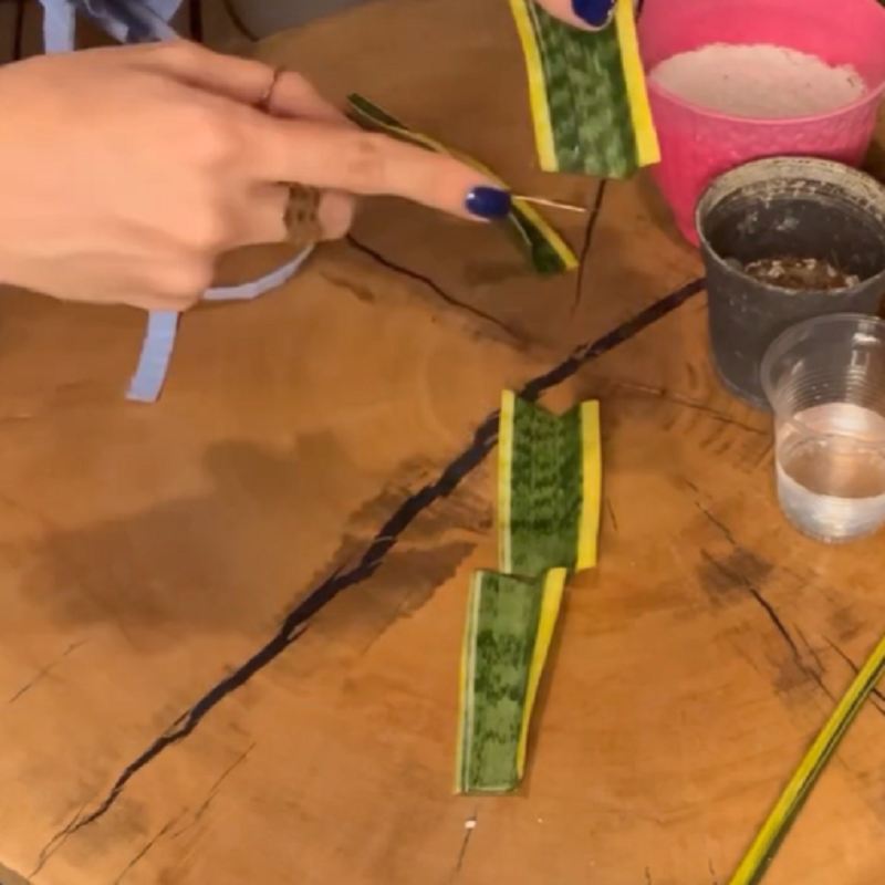 برش برگ سانسوریا