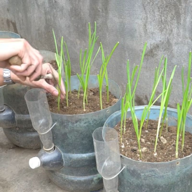 حبه سیر را داخل خاک قرار دهید
