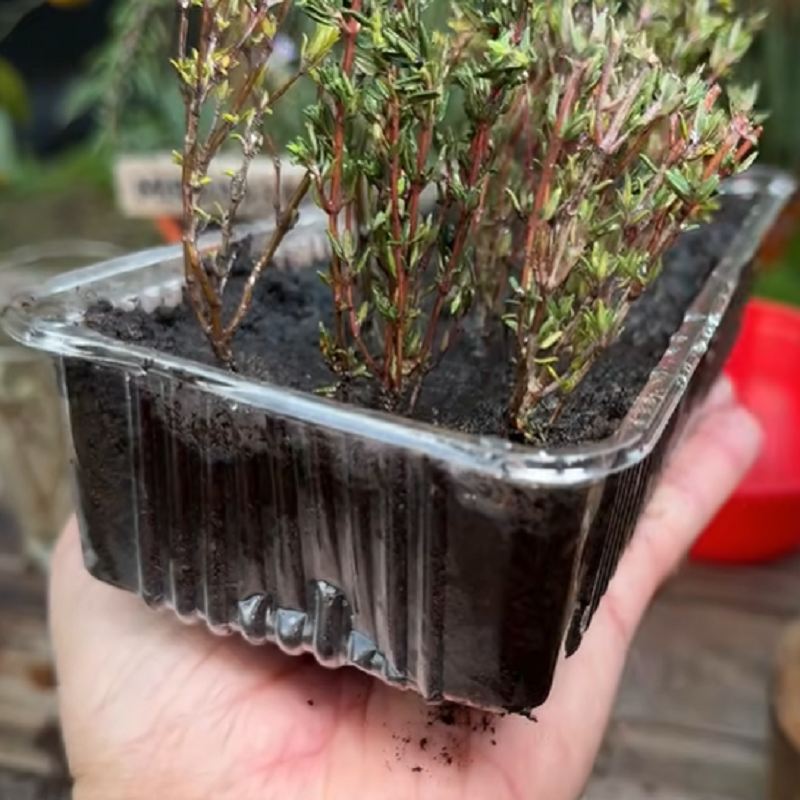 ایجاد رطوبت برای ریشه زایی آویشن
