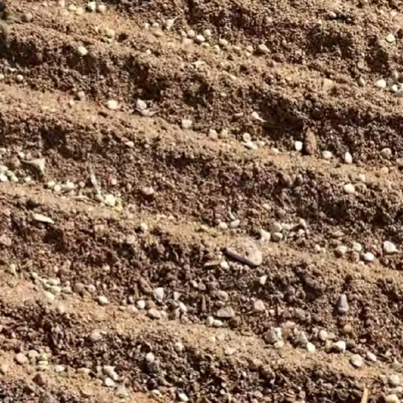 بذر اسفناج را به صورت یکنواخت در شیارها بپاشید