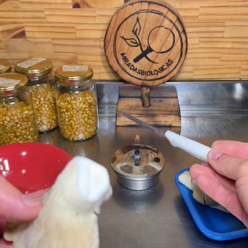 نمونه برداری از قارچ