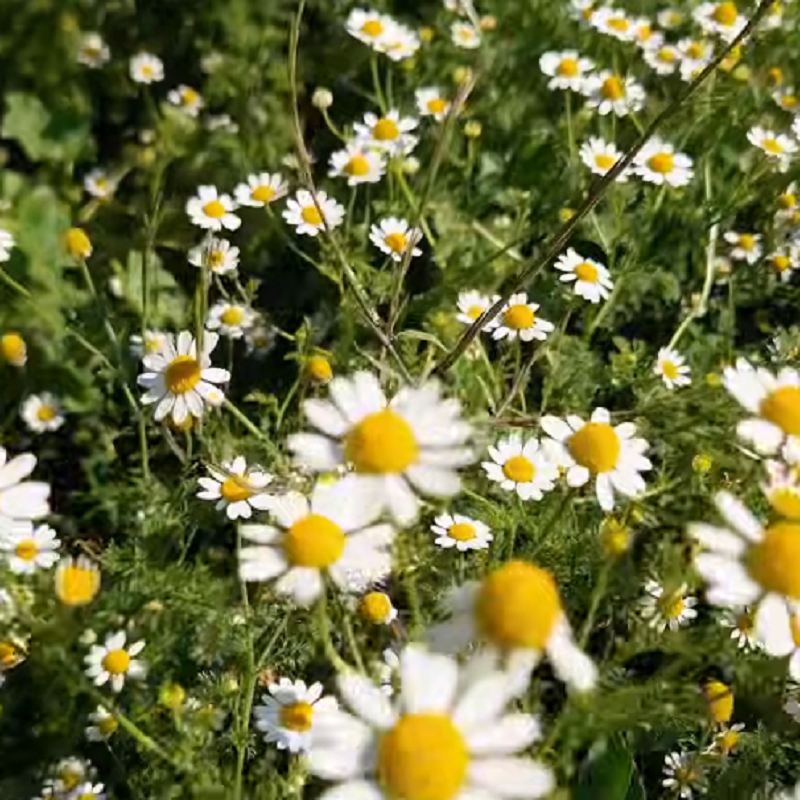 کاشت بابونه در گلدان و باغچه