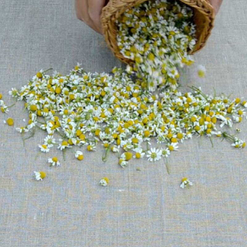 روش خشک کردن گل بابونه