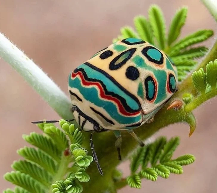 حیوانات
