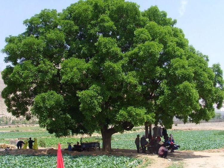 داستان