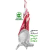 قیمت نیم‌شقه ران گوسفندی بره نر | دو میلیون و سیصد و هفتاد و پنج هزار تومان