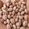 قیمت لوبیا چیتی ممتاز درجه یک بوجار شده و سورتینگ شده یک دست یک رنگ محصول سال جاری | سیصد هزار تومان