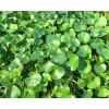 قیمت بذر چمن دایکوندرا (شبدر زینتی)