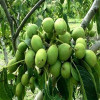 قیمت نهال گردو ژنوتیپ برتر