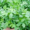 قیمت بذر یونجه (بسته 1 کیلوگرمی)
