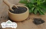 قیمت بذر ریحان سبز بذر طلایی برتر