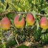 قیمت نهال گلابی درگزی