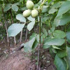 قیمت نهال گردو فرنور پیوندی