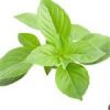 قیمت بذر ریحان بنفش (بسته 100 گرمی)