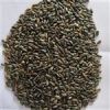 قیمت بذر کنگر فرنگی (آرتیشو)