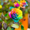 قیمت بذر گل بسیارکمیاب رز رنگین کمانی