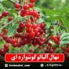 قیمت نهال آلبالو گوشواره ای