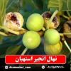 قیمت نهال انجیر استهبان