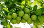 قیمت نهال گوجه سبز شهریار