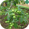 قیمت نهال گردو دماوند اصلاح شده