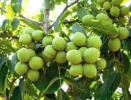 قیمت نهال گلدانی گردو چندلر