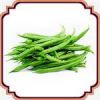 قیمت بذر لوبیا سبز - Green bean seed
