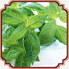 قیمت بذر سبزی ریحان سبز - Basil seed