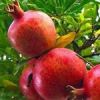 قیمت نهال انار واندرفول