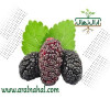 قیمت نهال شاه توت سیاه