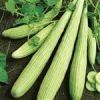 قیمت بذر خیار چنبر