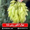 قیمت نهال انگور ریش بابا