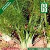 قیمت بذر رازیانه - Foeniculum vulgare seed