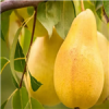 قیمت نهال گلابی شاه میوه پیوندی دوساله موجود...
