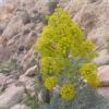 قیمت بذر آنغوزه 1 گرمی