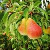 قیمت نهال گلابی دوشیز