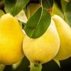 قیمت نهال گلابی بیروتی
