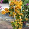 قیمت نهال گل کاغذی نارنجی