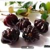 قیمت نهال گیلاس سورینام سیاه