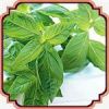 قیمت بذر سبزی ریحان سبز - Basil seed