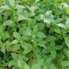 قیمت بذر ریحان سبز مبارکه 20 گرمی