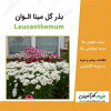 قیمت بذر گل مینا الوان