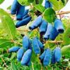 قیمت بذر هانی بری 10 عددی