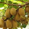 قیمت نهال کیوی هایوارد