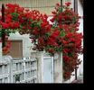 قیمت نهال گل رز رونده 4 فصل