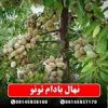 قیمت نهال بادام تونو